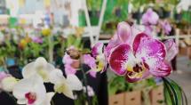 Betim recebe 23ª Mostra de Orquídeas especial de Dia das Mães