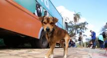 Jardim Teresópolis recebe Castramóvel da Vale para mutirão gratuito de castração de cães e gatos