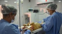 Betim terá mutirão gratuito para castrar até 1.200 cães e gatos em um único dia