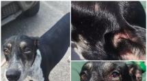 Mulher é presa por maus-tratos em Betim; três cães foram resgatados