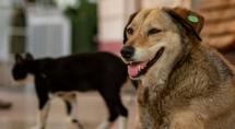 Inscrições abertas para castração e vacinação de cães e gatos em Betim
